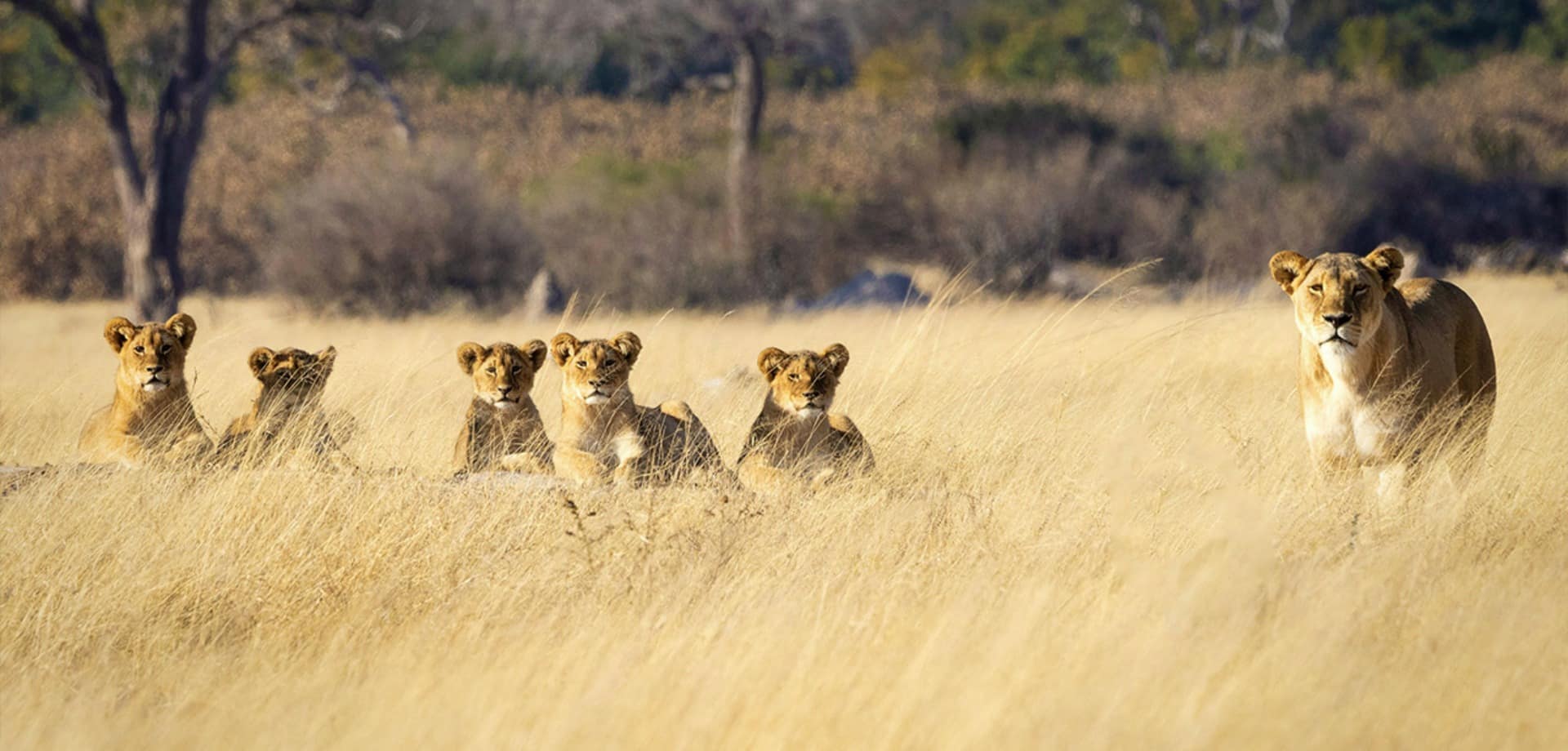 Zimbabue parque nacional hwange leoes